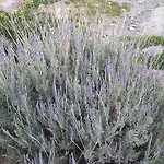 Victor 2 Вилла